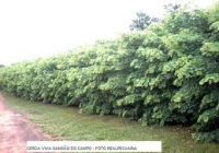 Sansão do Campo R$ 2,00 a 1,00 a unidade