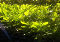 Acacia Magium R$ 7,00 a unidade